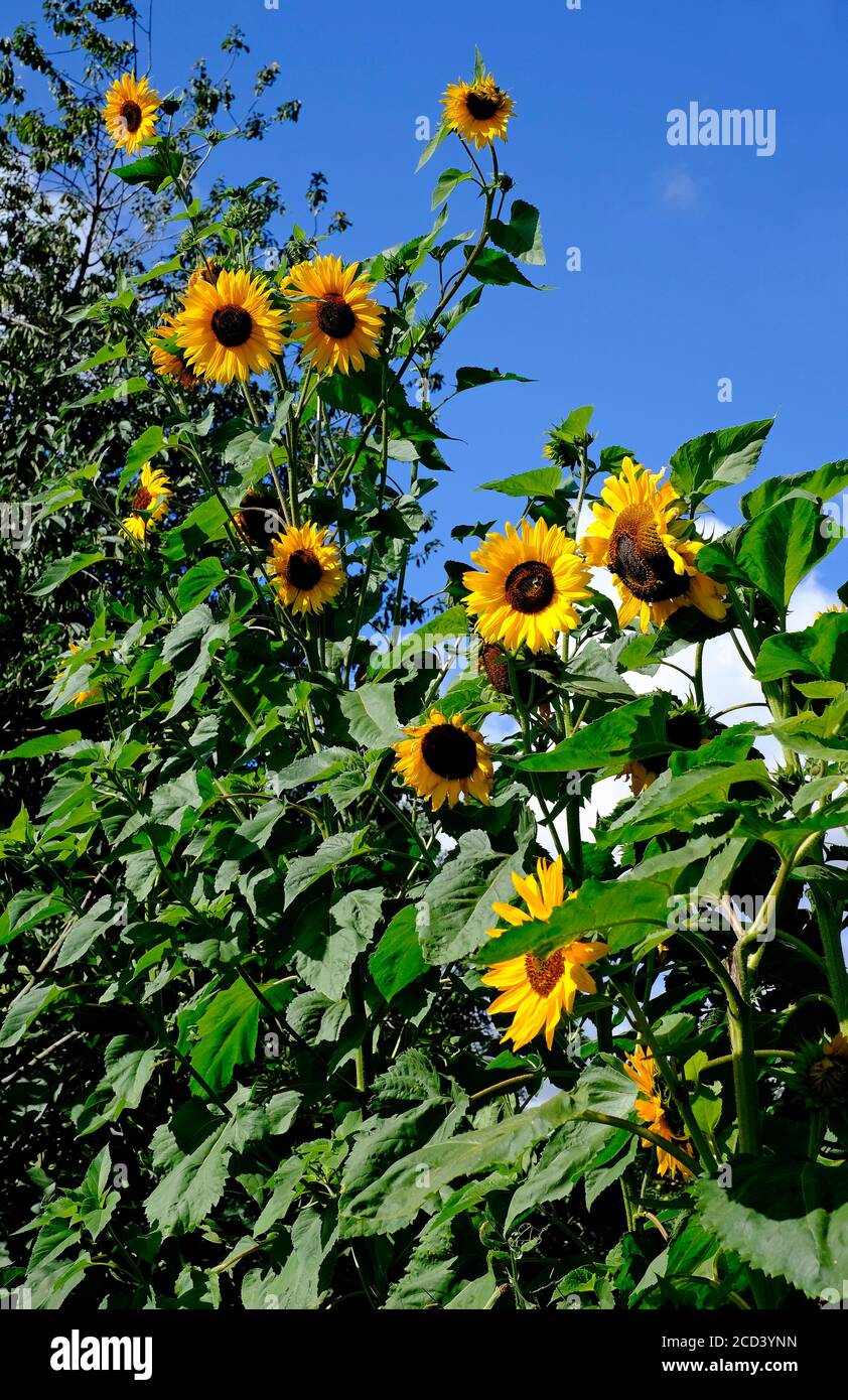 alte piante di girasole nel giardino inglese, norfolk, inghilterra Foto Stock