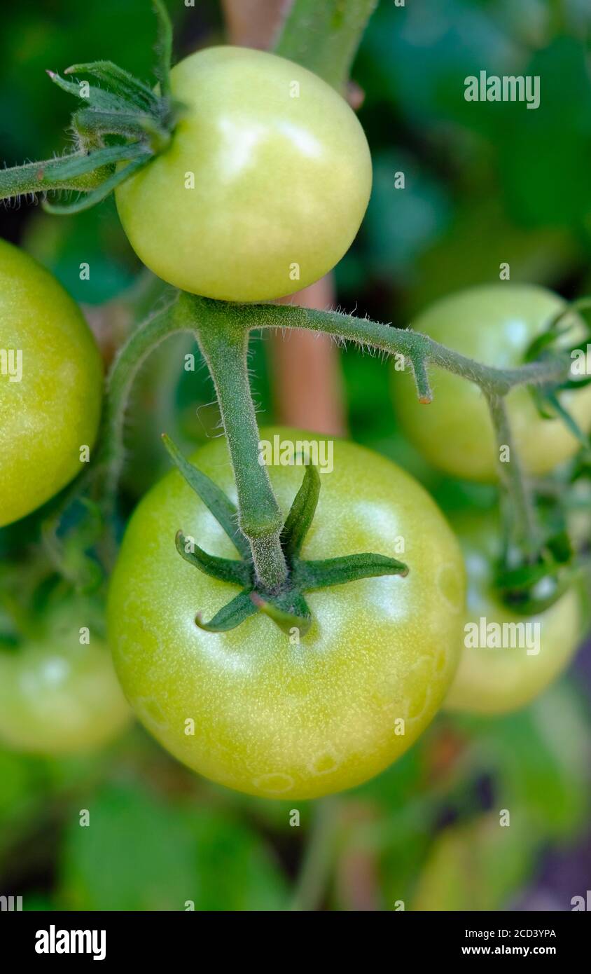primo piano di pomodori verdi sulla vite nel giardino inglese, norfolk, inghilterra Foto Stock