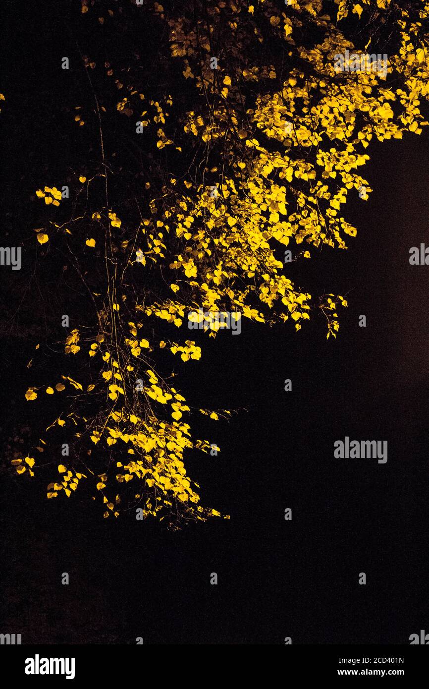 L'autunno giallo parte nel Parco di notte alla luce di una lanterna. Periodo autunnale. Foto Stock