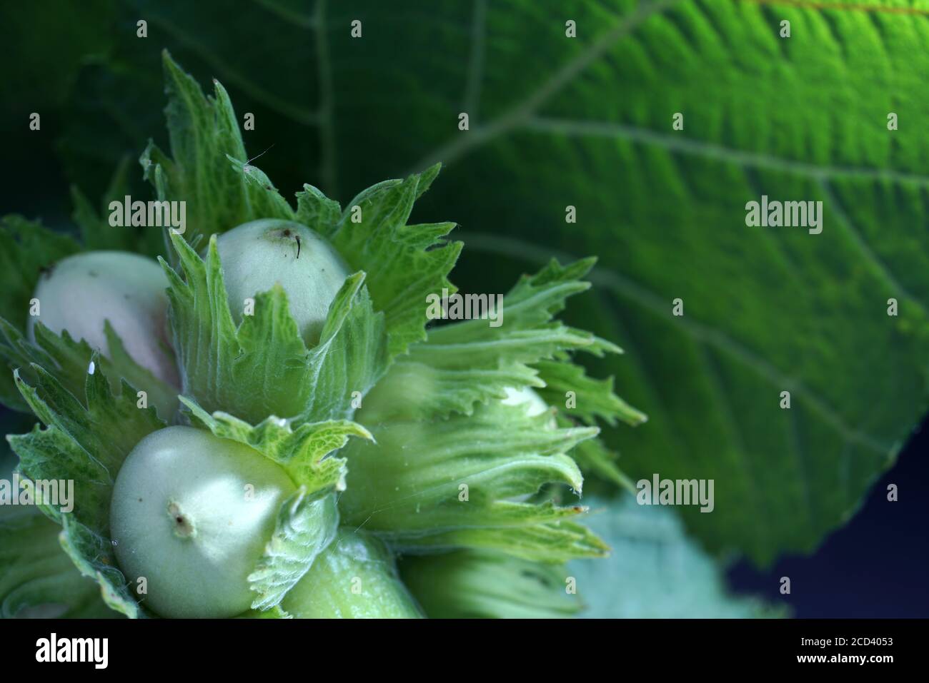 Colpo di primo piano del ramo di Common Hazel Foto Stock