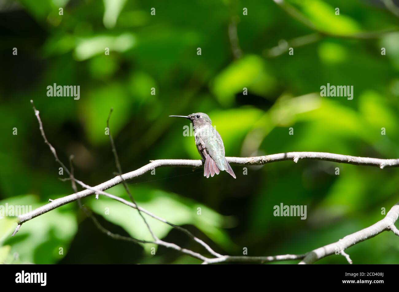 Colubris (Archilochus colubris) arroccato su un albero Foto Stock