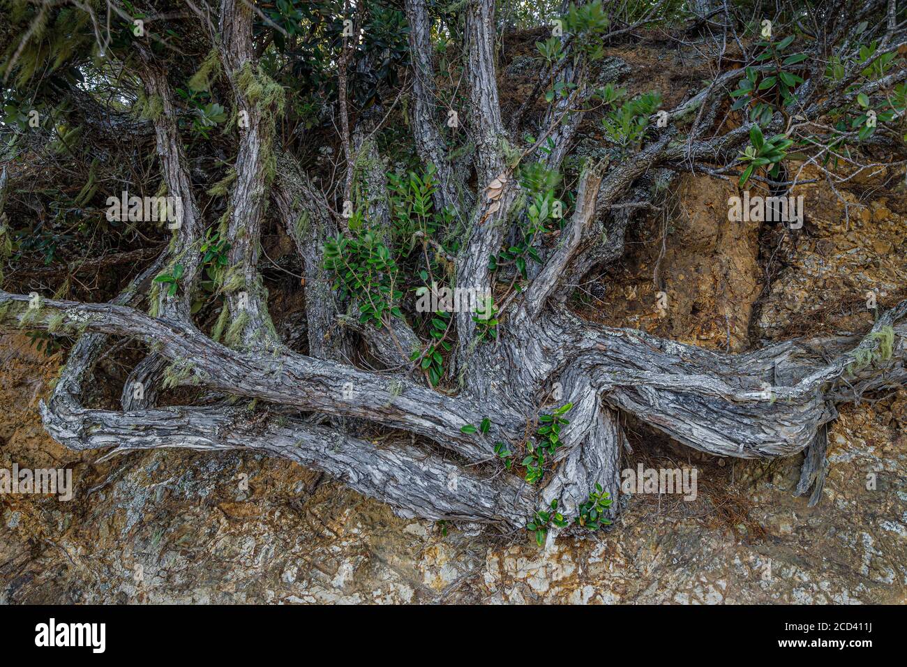 Il tronco di albero aggrovigliato dell'albero di Natale della Nuova Zelanda, Pohutukawa, del genere Metrosideros. Su una spiaggia a Paihia, Isola del Nord. Foto Stock