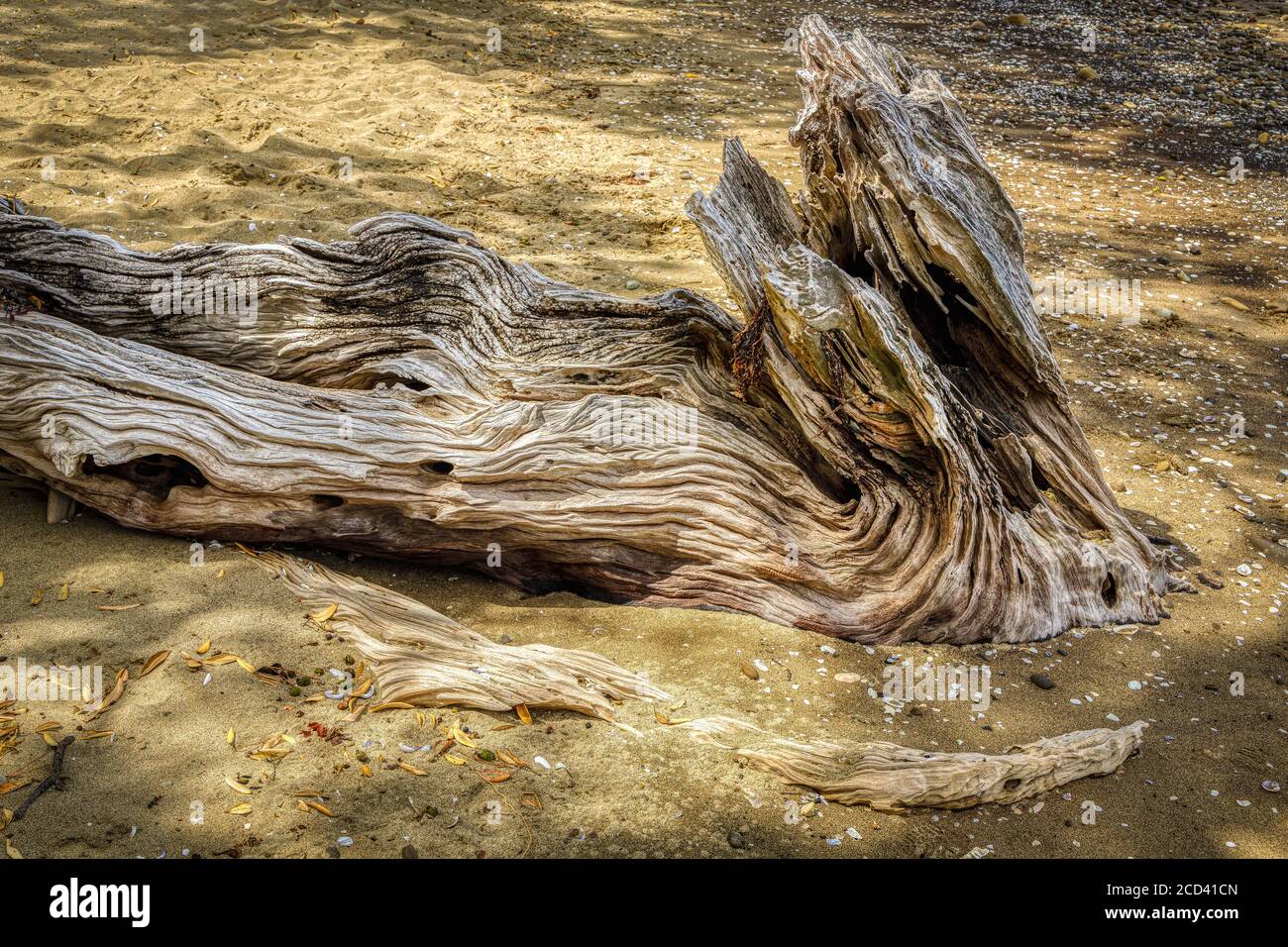 Driftwood log su una spiaggia della Nuova Zelanda. Foto Stock