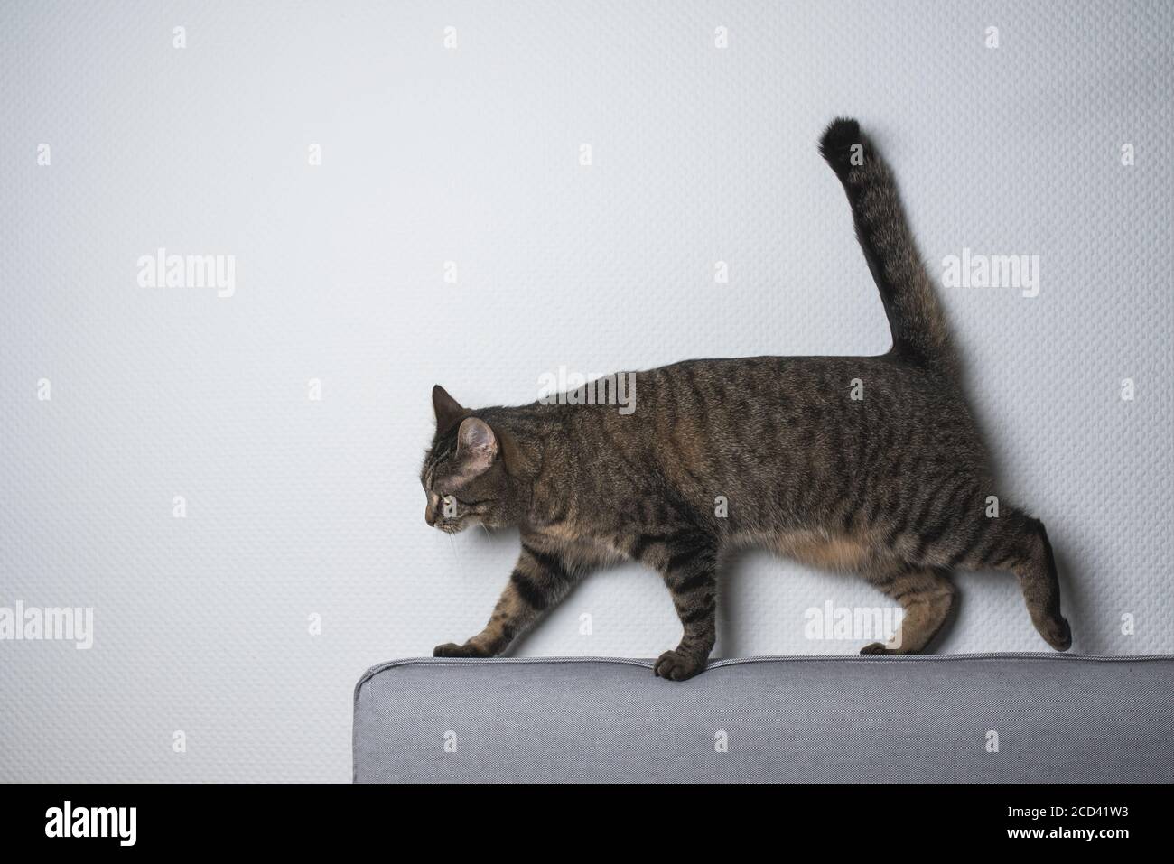 Tabby European Shorthair cat equilibratura su lettino nella parte anteriore del muro bianco Foto Stock