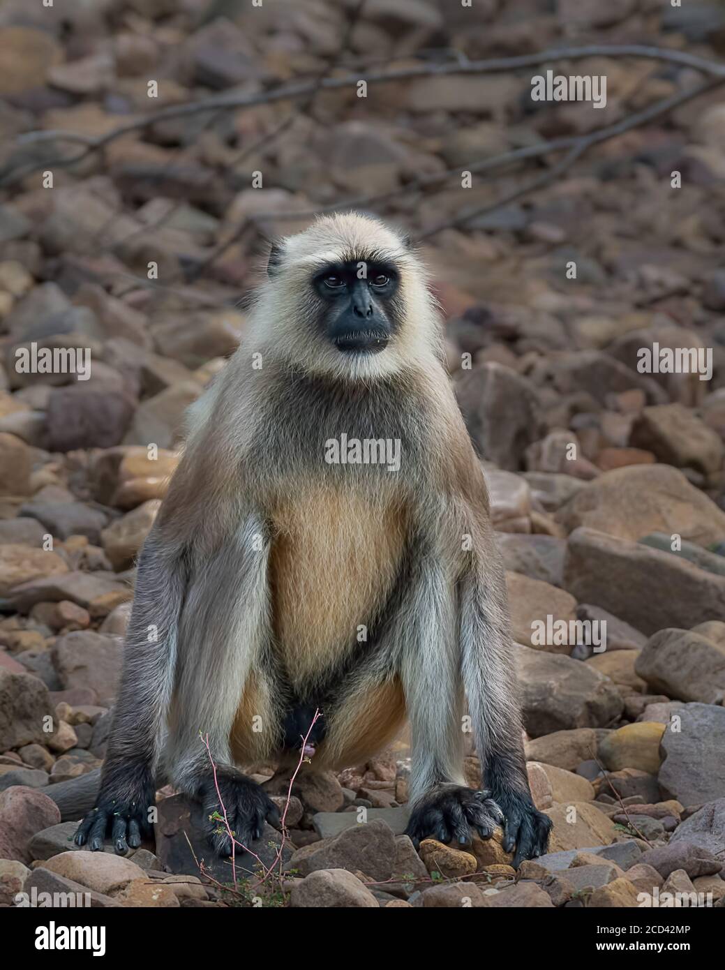 Un Langur grigio (Semnopithecus), chiamato anche il langur di Hanuman, visto qui nel selvaggio alla riserva della tigre di Ranthambore in Rajasthan, India. Foto Stock