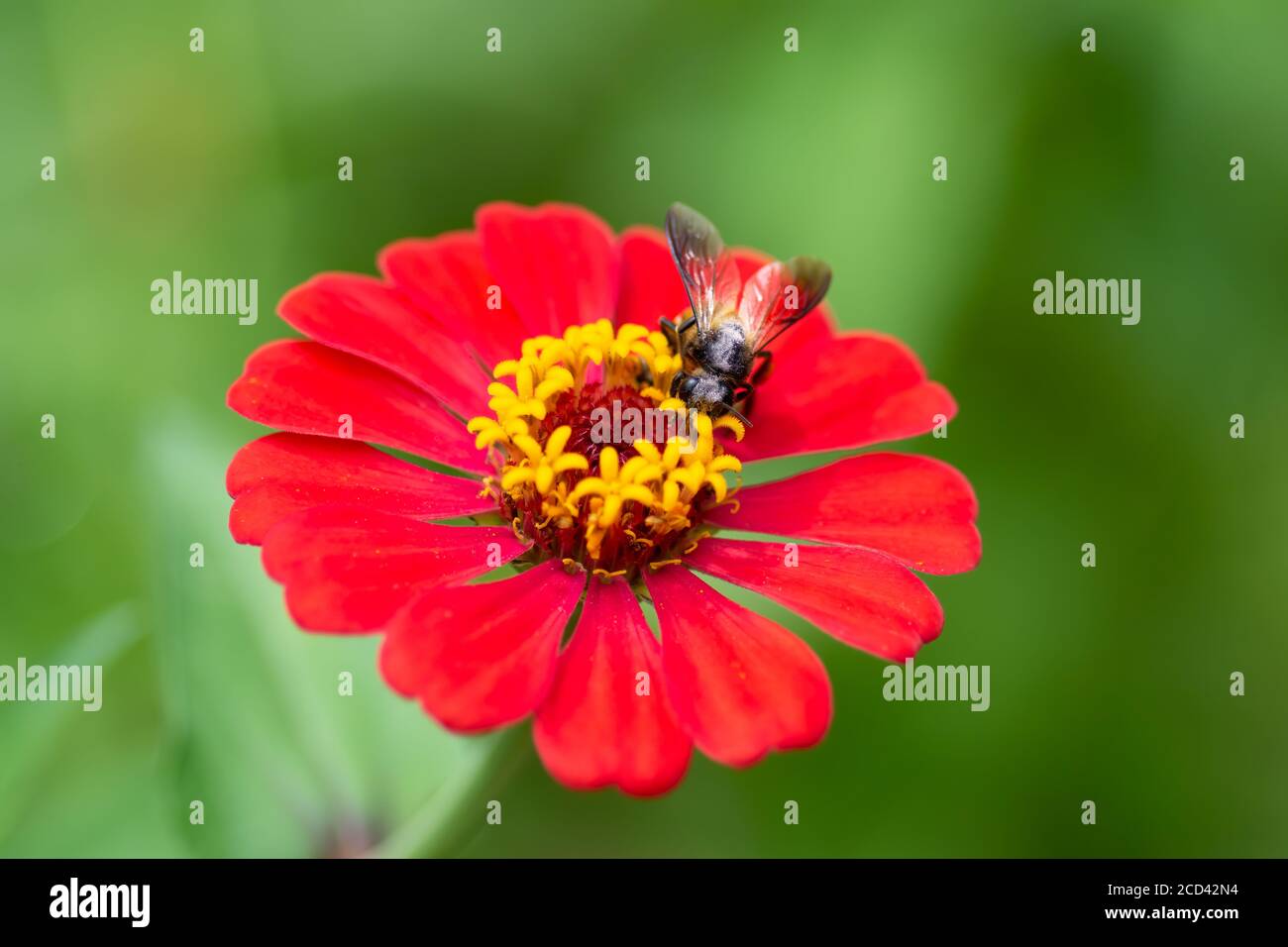 Una grande ape di miele è visto alimentare su nettare su un fiore rosso di zinnia nel giardino. Foto Stock