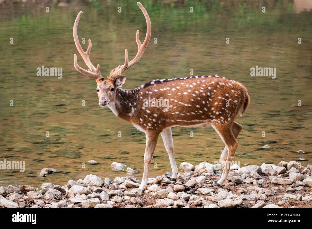 Un maschio puntato cervo (asse asse), chiamato anche il Chital e nativo del subcontinente indiano visto qui in natura e da un ruscello al Ranthambore Foto Stock