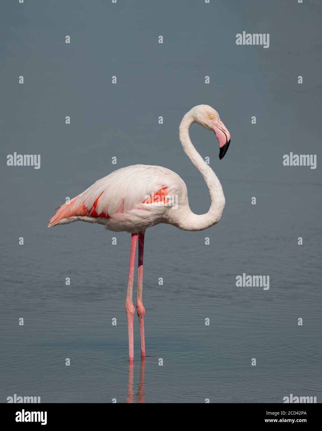 Un grande Flamingo (Fenicotterus roseus), in piedi alto nelle acque poco profonde a Ras al Khor a Dubai, Emirati Arabi Uniti. Foto Stock