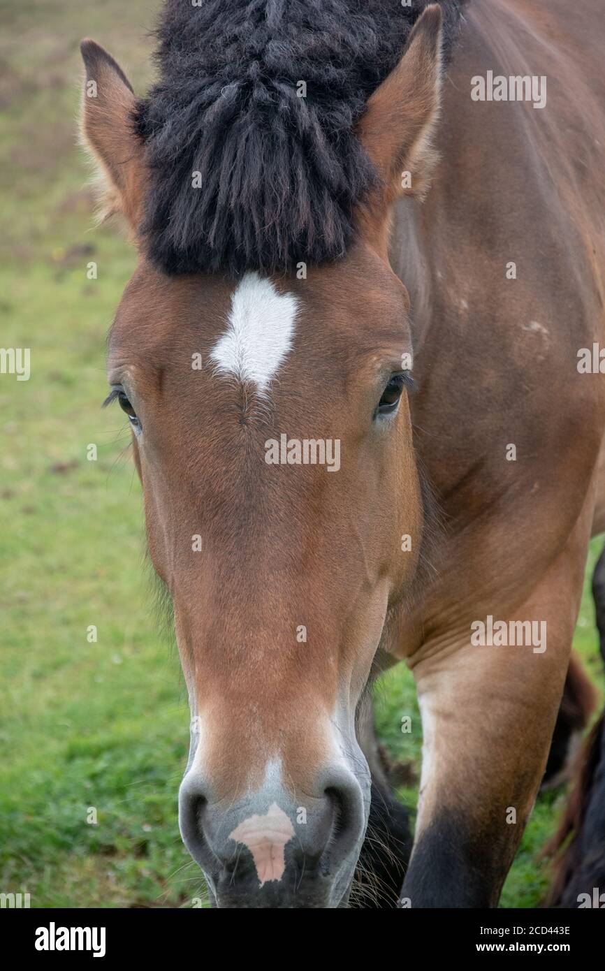 Scatto verticale di un cavallo su uno sfondo sfocato Foto Stock