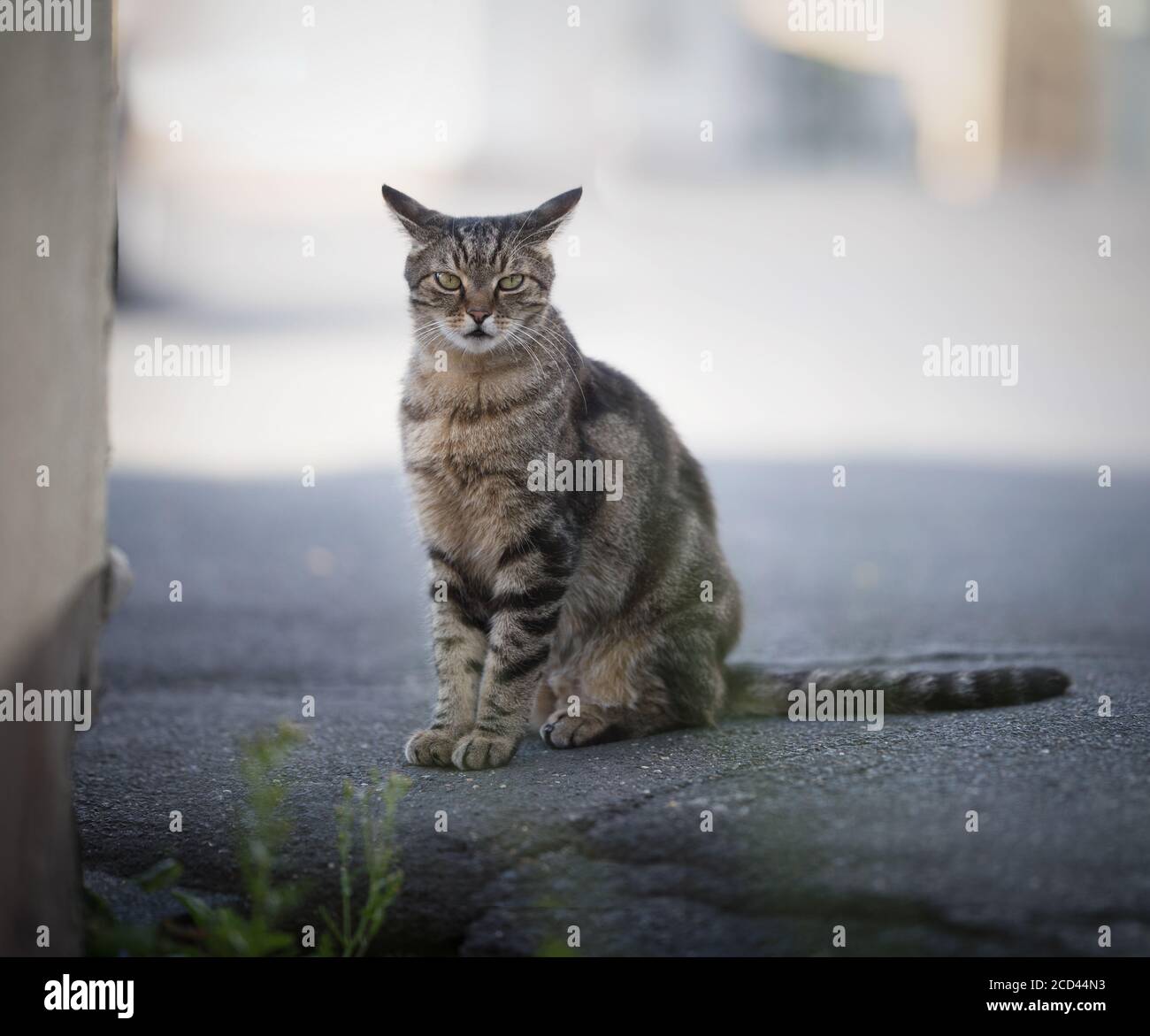 Curioso gatto randagio permanente sulla strada a guardare la fotocamera orecchie ripiegato indietro Foto Stock