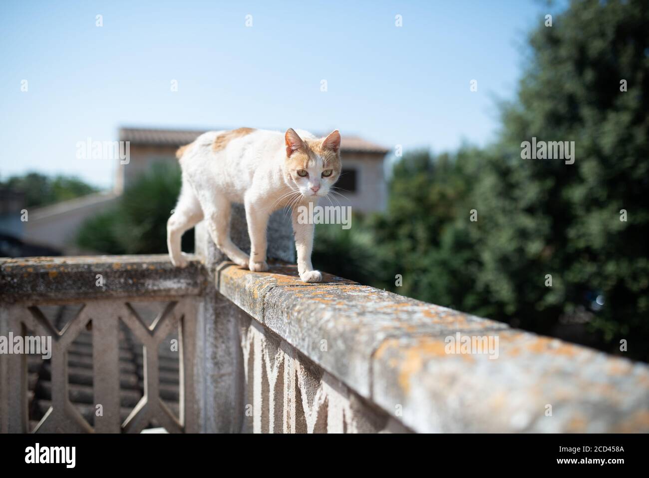 Mallorca 2019: Gatto bianco tabby senza coda camminando sul bordo del balcone in una giornata estiva soleggiata a maiorca, spagna Foto Stock