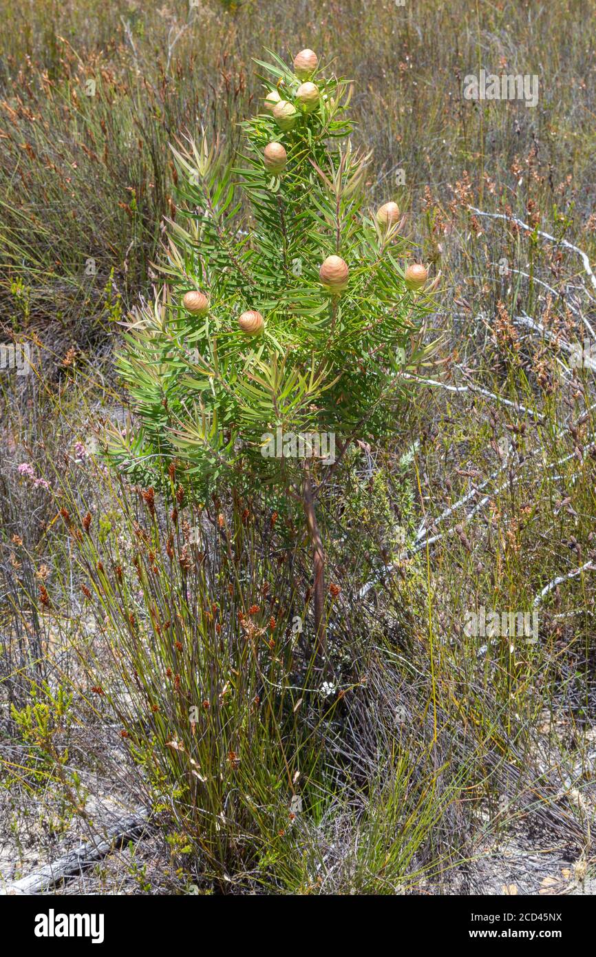 Leucadendron salicifolium vicino a Ceres, Capo Occidentale, Sud Afrikca Foto Stock