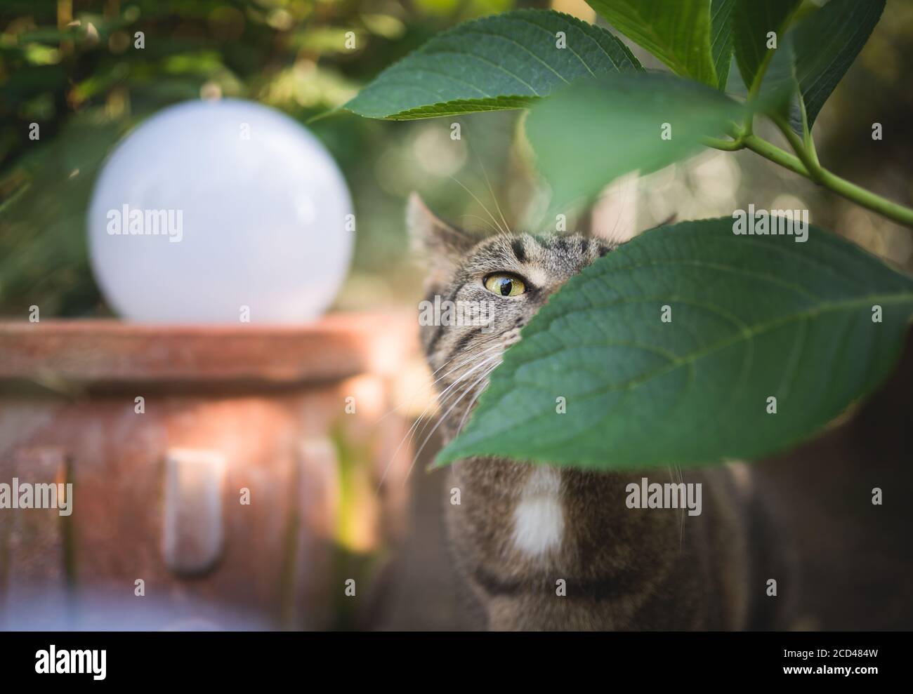 Tabby European Shorthair cat sniffing su foglie in giardino Foto Stock