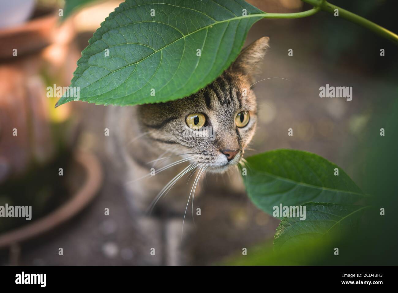 Tabby European Shorthair cat nascondersi dietro a foglia Foto Stock
