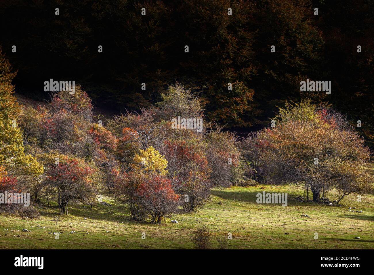 Cespugli autunnali a Prati D'Angro, Villavallelonga. Abruzzo Foto Stock