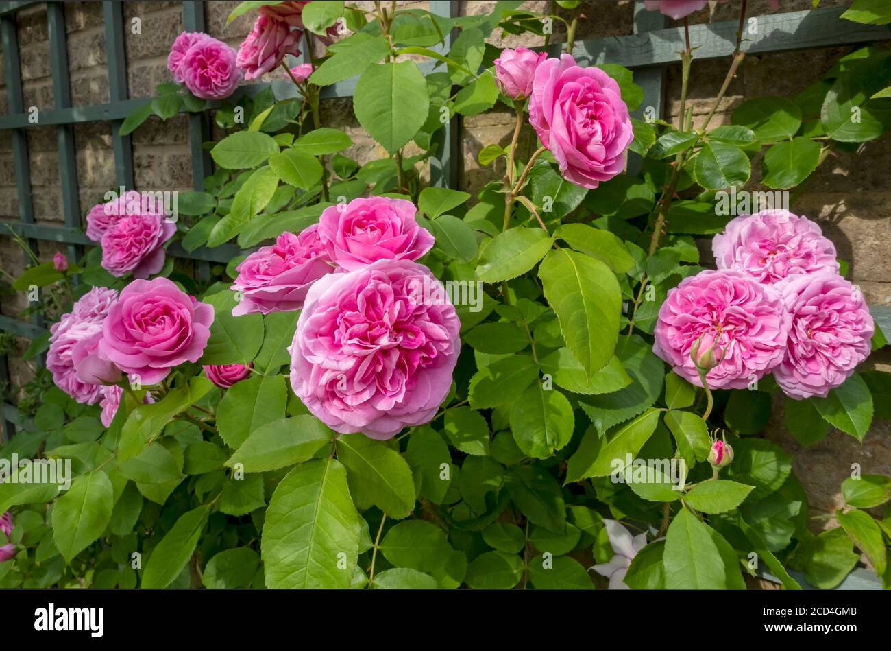 Gertrude Jekyll rosa crescere su trellis su una parete fiori rosa fiore nel giardino in estate Inghilterra Regno Unito Gran Bretagna Foto Stock