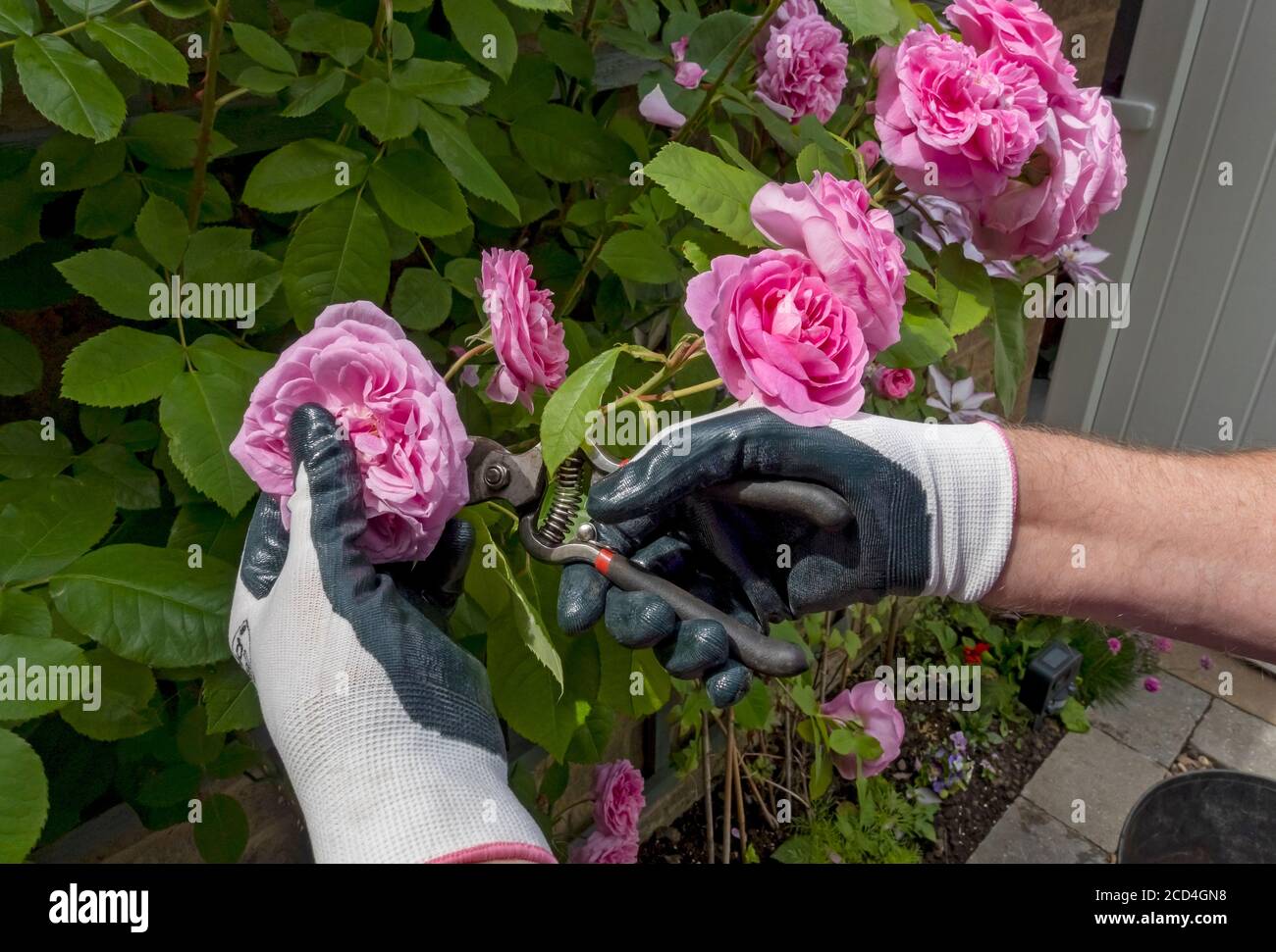 Primo piano del giardiniere che utilizza forbici deadheading rimuovendo la potatura rose rosa rosa fiori «Gertrude Jekyll» fiore in estate Inghilterra Regno Unito Foto Stock