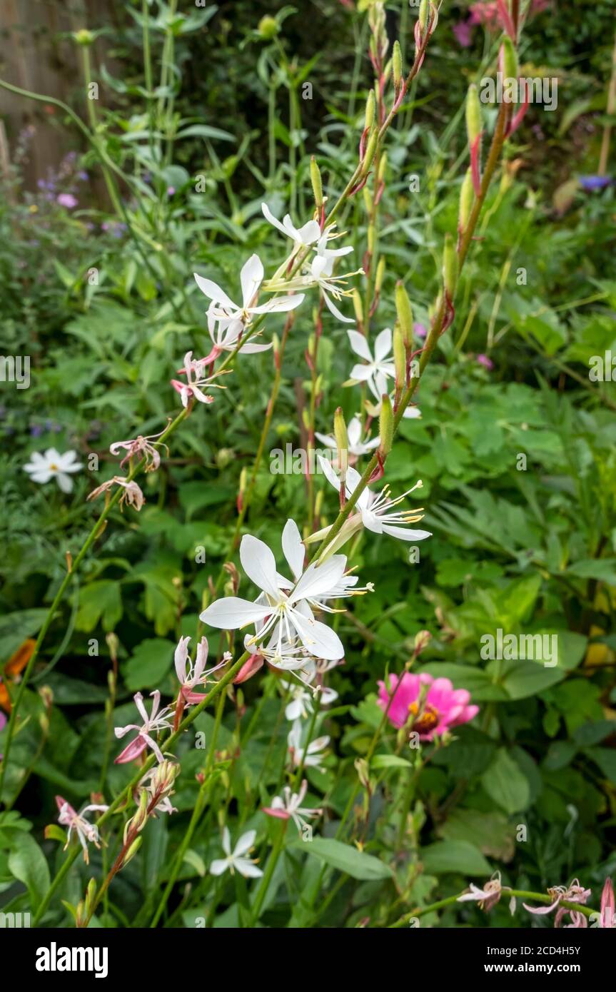 Primo piano di piante di gaura bianca (il fiore di Lindheimer) Fiori che crescono in un confine in estate cottage giardino Inghilterra Regno Unito Gran Bretagna Foto Stock