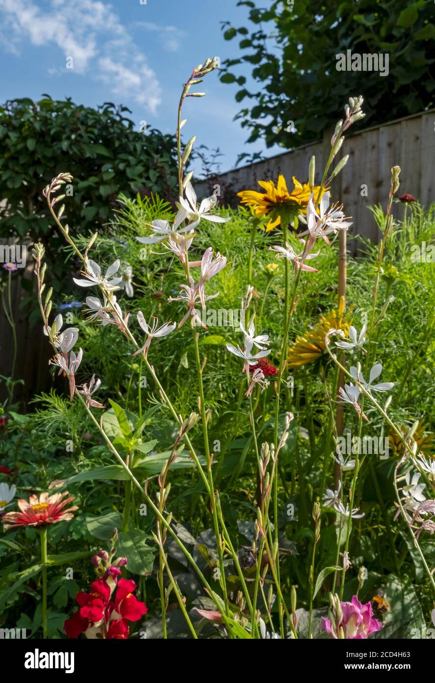 Primo piano della gaura bianca (il fiore di Lindheimer) e fiori gialli rudbeckia che crescono in un confine in estate Cottage giardino Inghilterra UK Foto Stock