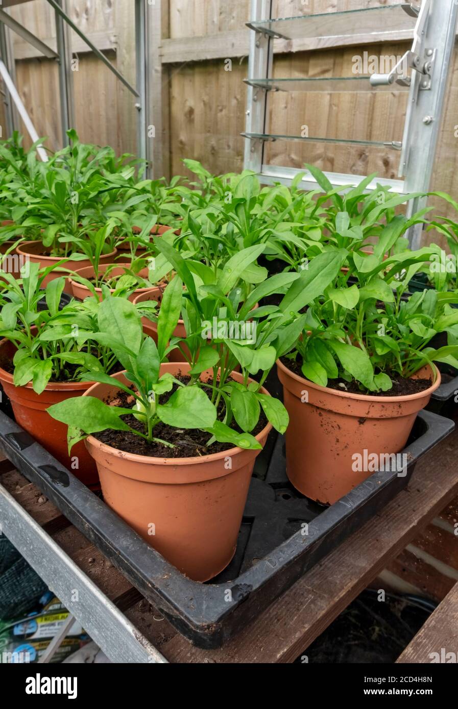 Primo piano di vasi di giovani wallflower wallflowers biancheria da letto piante che crescono nella serra Inghilterra Regno Unito GB Gran Bretagna Foto Stock