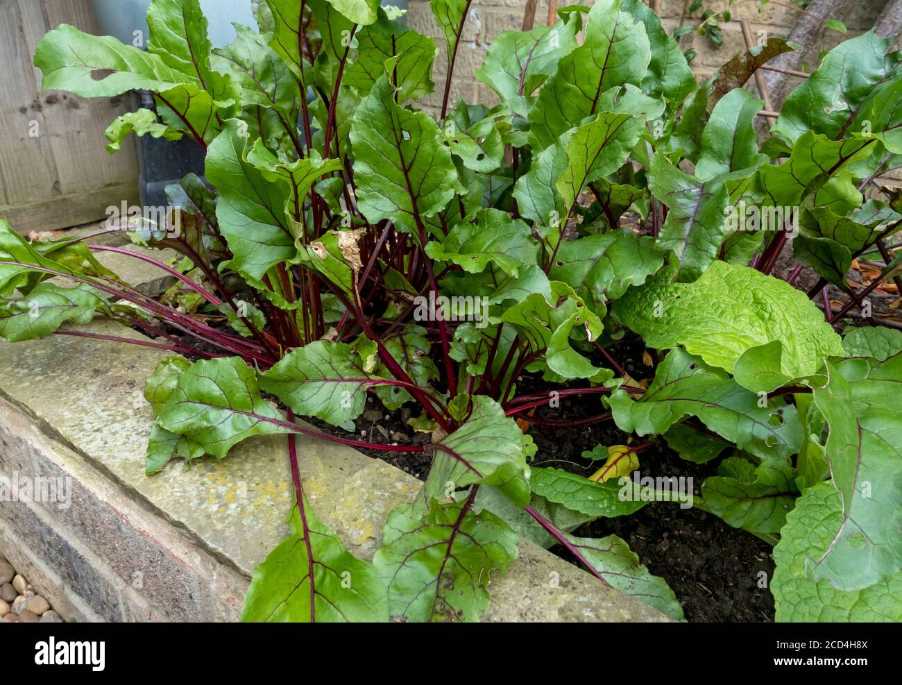 Ortaggi di barbabietole vegetali (beta vulgaris) crescere in un letto rialzato nel giardino di assegnazione in Estate Inghilterra Regno Unito GB Gran Bretagna Foto Stock