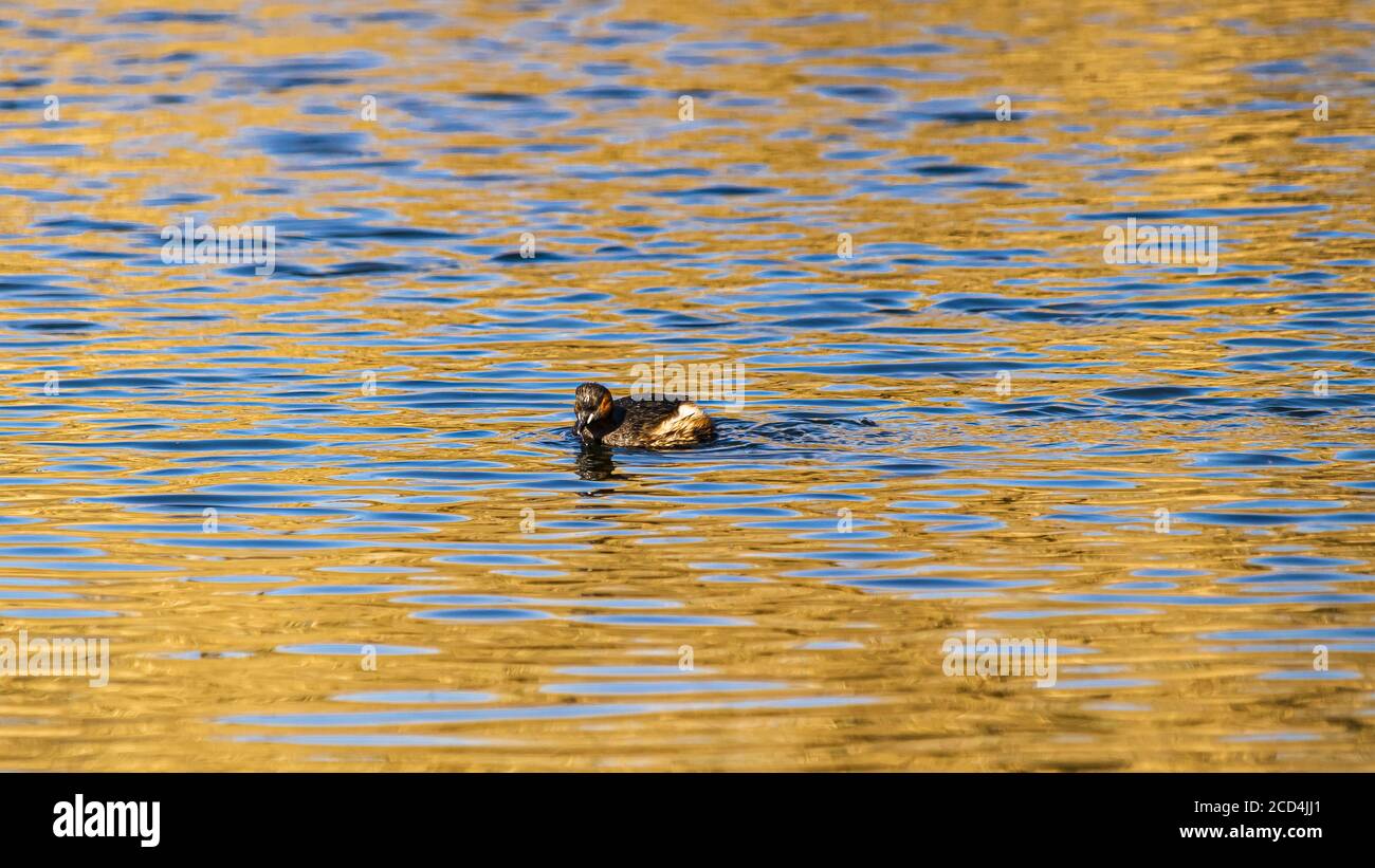 Piccolo gressere, Tachybaptus ruficollis. Nuoto tra oro e blu. Italia. Foto Stock