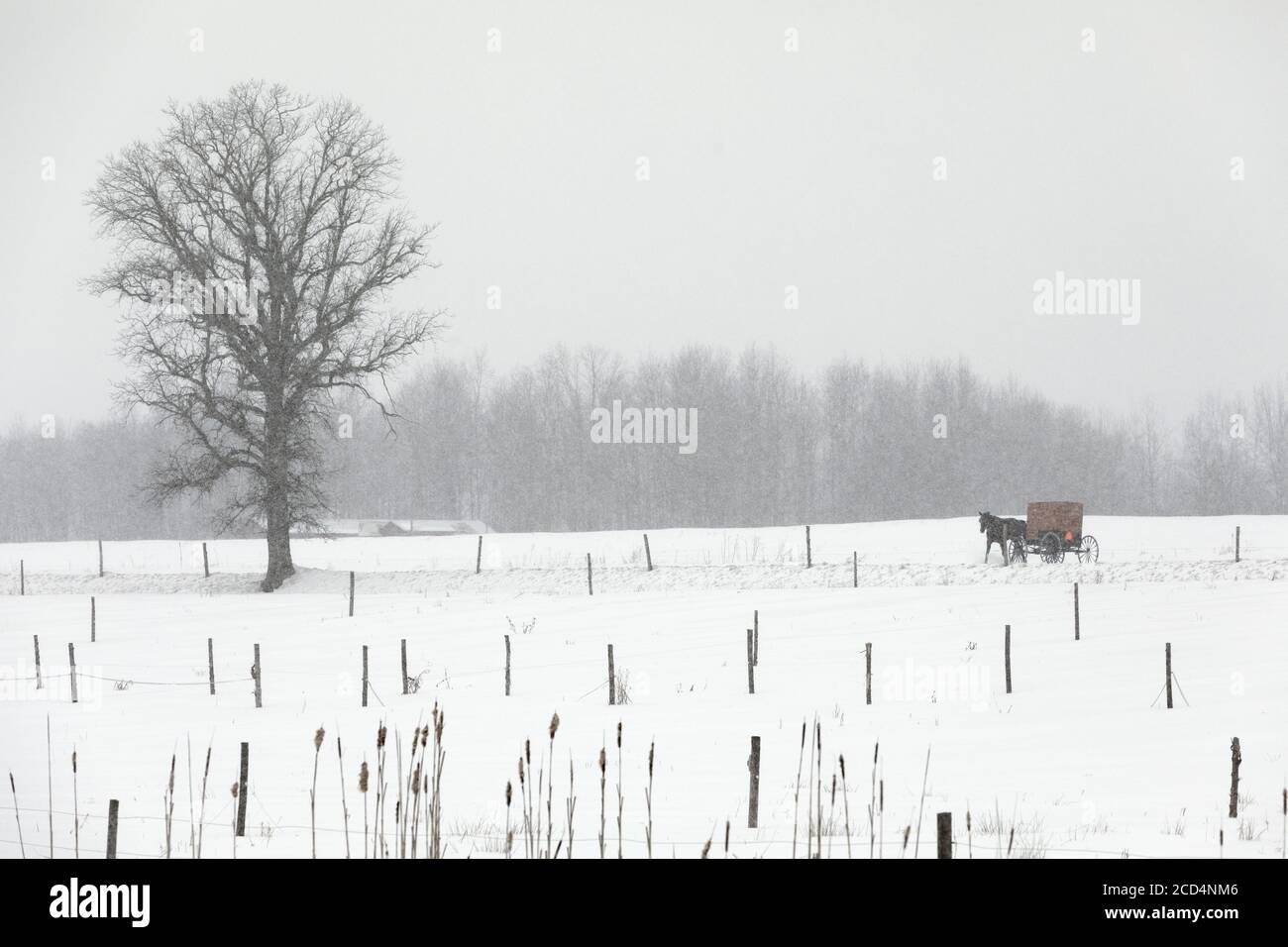 Mohawk Valley, New York state: Cavallo Amish e buggy sulla strada durante una tempesta di neve. Foto Stock