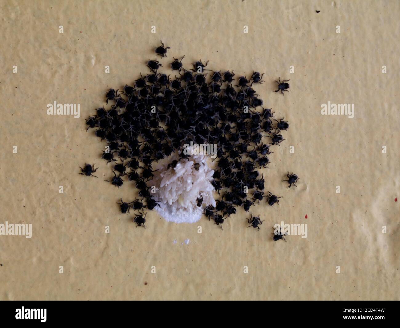 I ragni del bambino di colore nero escono dai sacs dell'uovo del ragno, colpo vicino Foto Stock