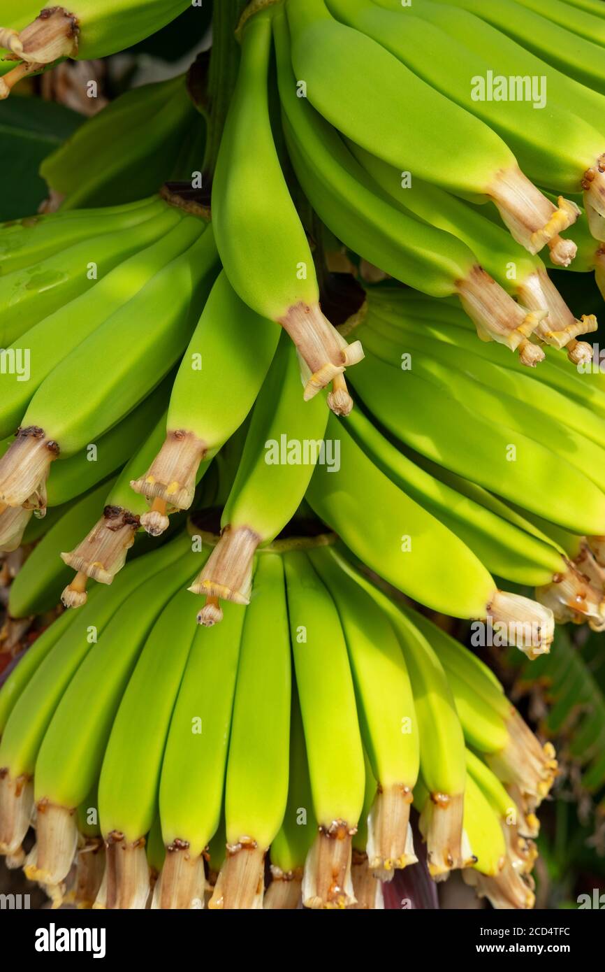 Primo piano di mazzo di banane non mature del bambino di varietà Dwarf Cavendish, raccolto popolare delizioso che cresce principalmente nelle isole Canarie, Tenerife, Spagna Foto Stock