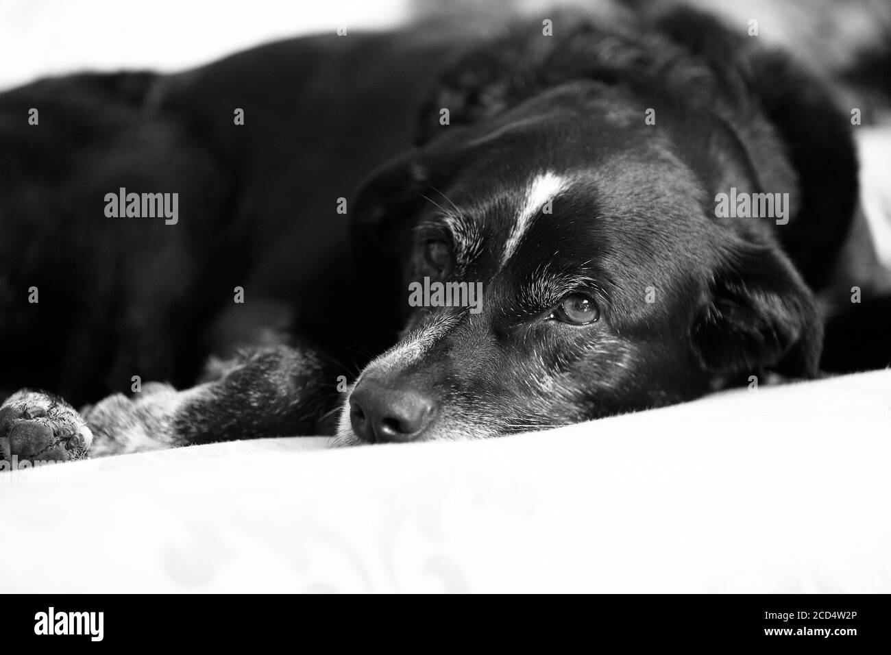 Cane nero domestico dall'aspetto dolce e triste, foto emotiva in bianco e nero Foto Stock