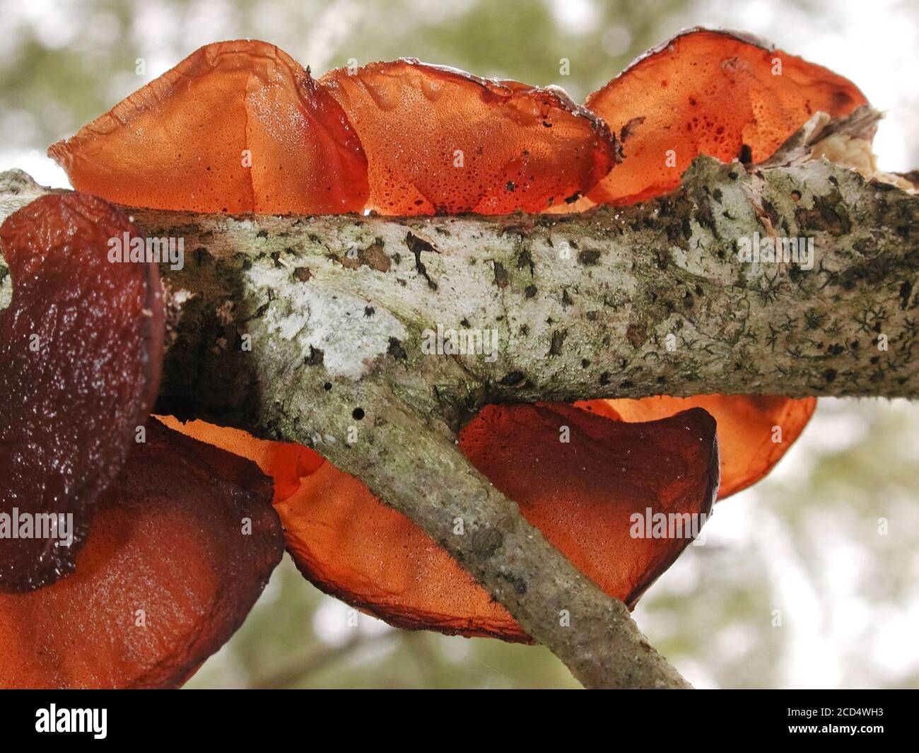Questa è una forma di funghi trovati in ambienti naturali in tutto il mondo.; questo si trova in un'area boschiva della Florida centro-settentrionale. Pappa Fungo Foto Stock