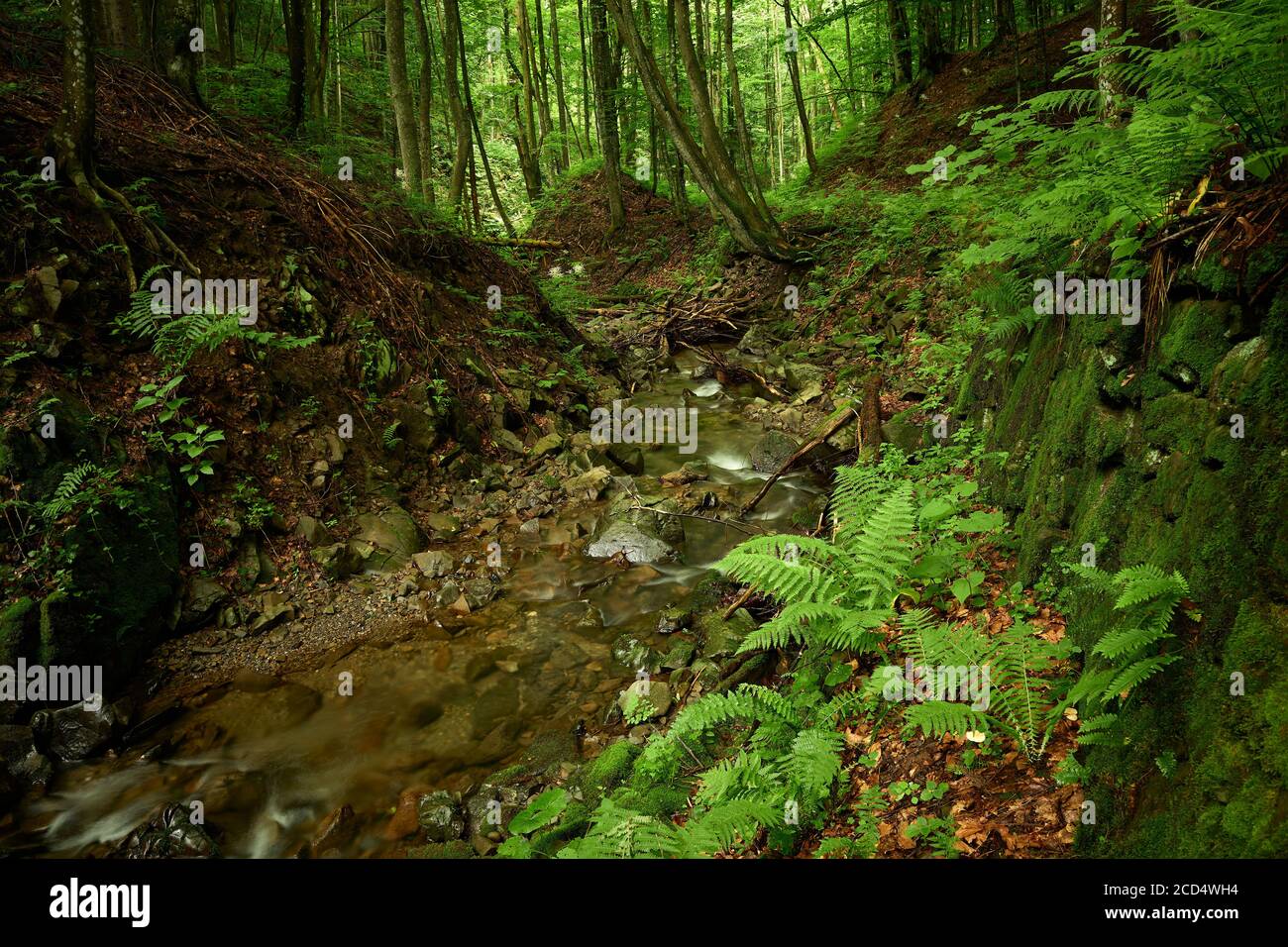 Torrente di montagna con la riva fortificata nella foresta. Ruscello Carpazi tra i pendii montani ricoperti di foresta. Affluente senza nome del fiume Shypit, UA Foto Stock