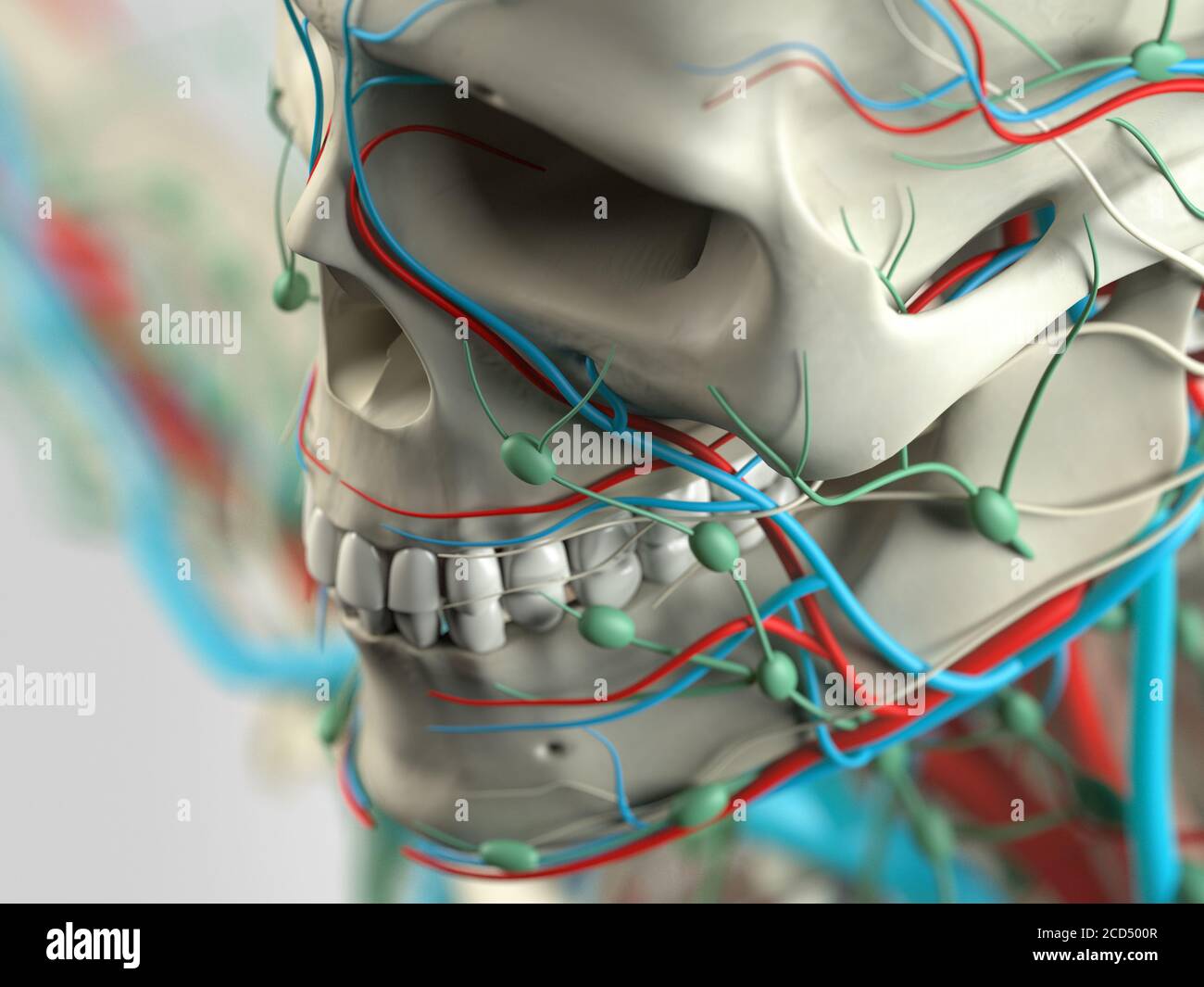 Scheletro anatomico umano. Dettaglio viso, osso guancia. Struttura ossea, arterie, linfonodi. Foto Stock