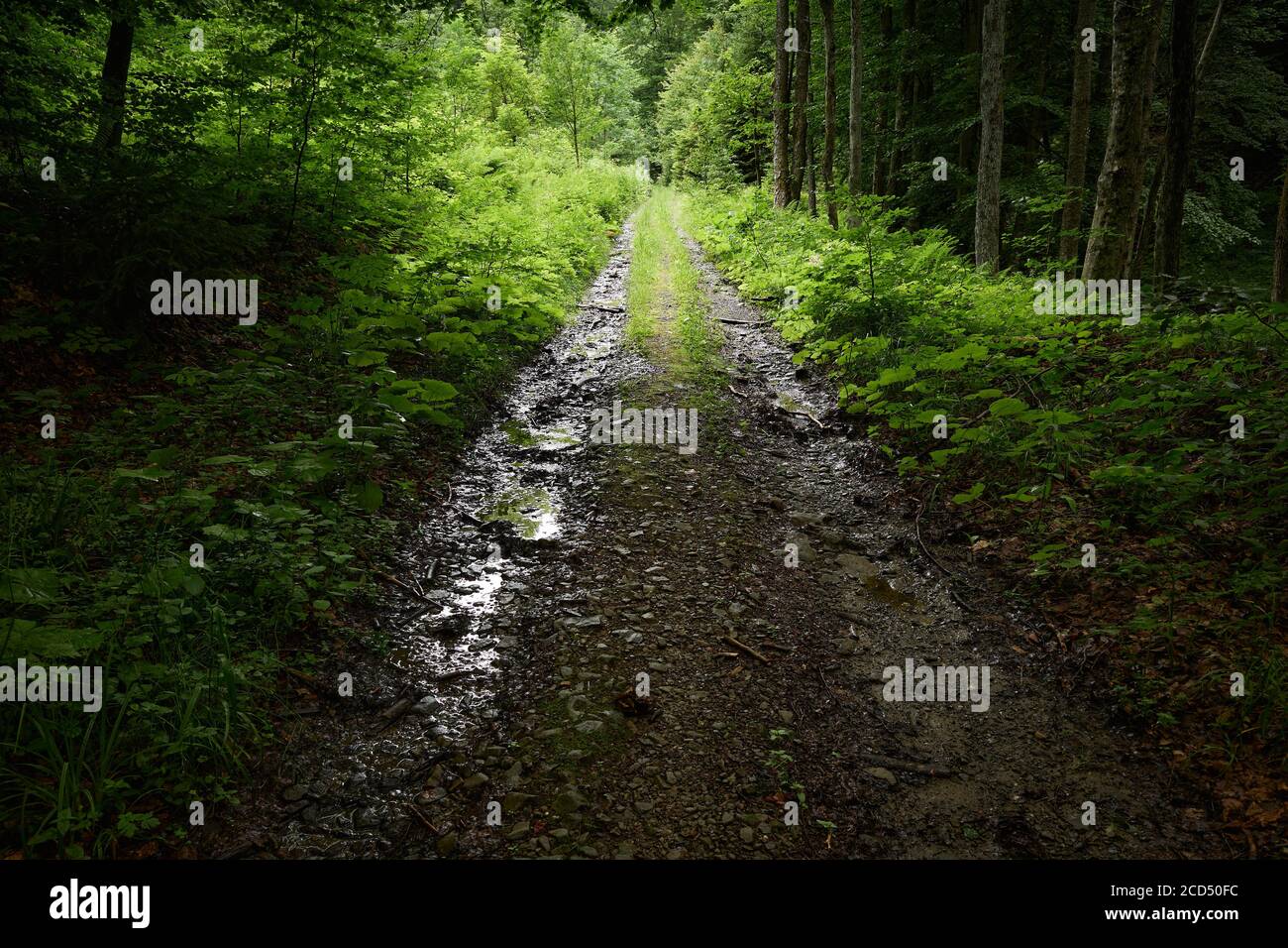 Percorso del bosco. Uno scorcio di luce su una strada sterrata della foresta in estate. Dirtrada di montagna ai piedi del Monte Bilyi Kamin (1062), Polonynian Beskids Foto Stock