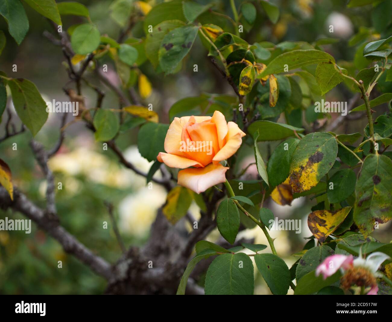 Rosa Hybrida, Peach Tea Rose. Rosa tè. Cespugli di rosa di tè. Rose Gardens. Boccioli di rosa. Hoop Lane Public Remembrance Gardens of tranquility Londra. Foto Stock