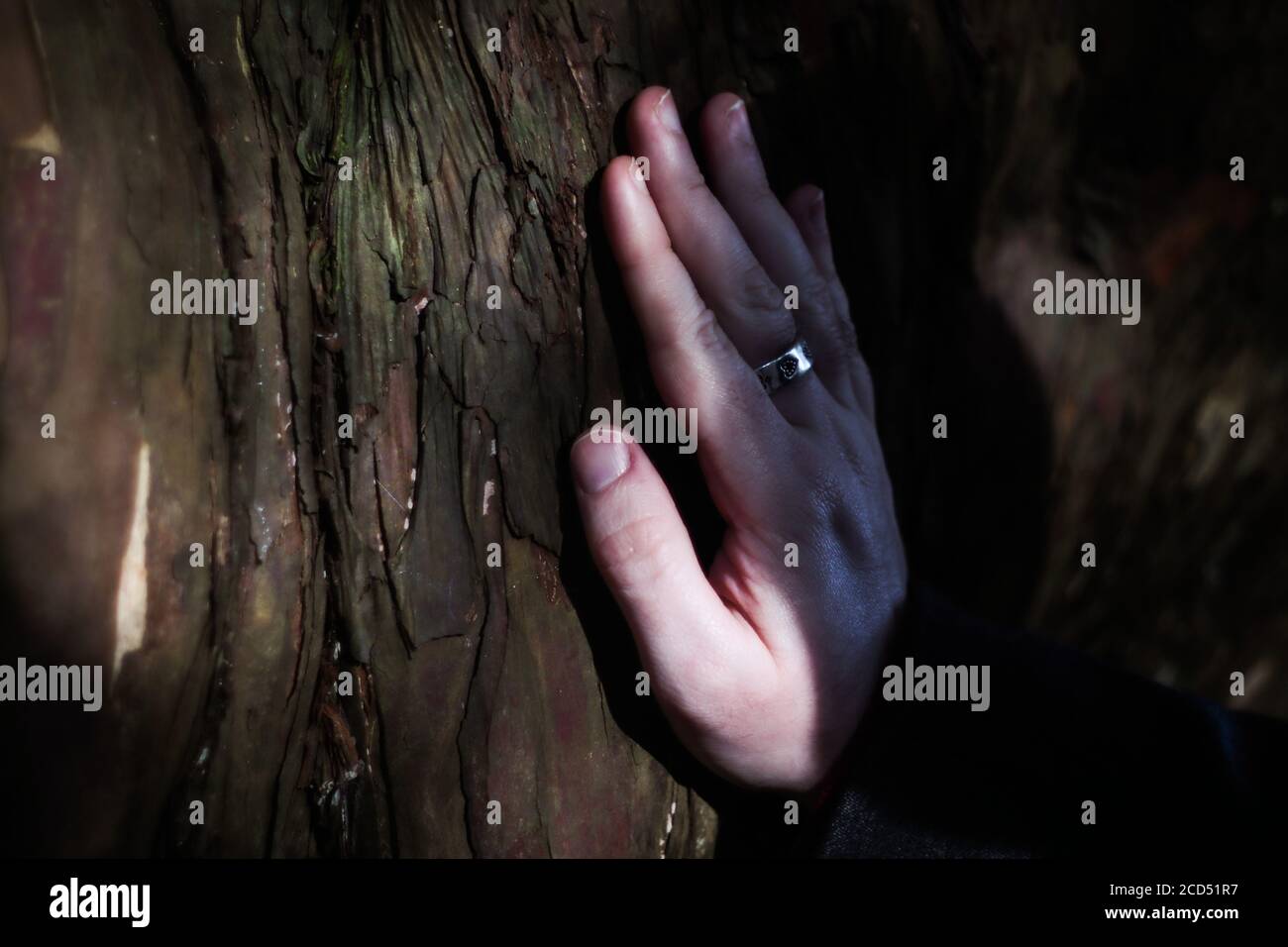 Maschio di toccare la mano di corteccia di albero Foto Stock