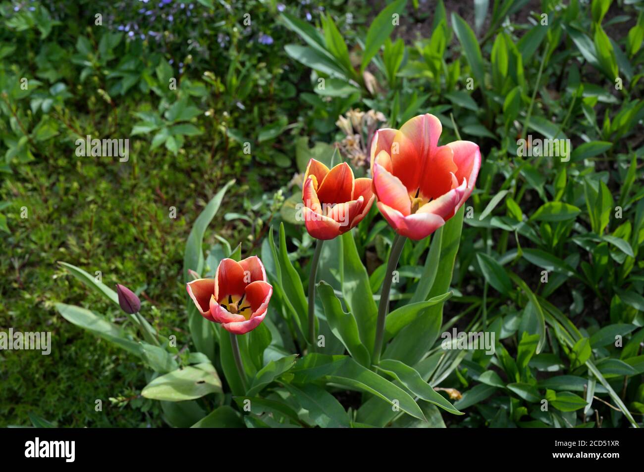 Tulipa (tulipani) in un giardino residenziale con fuoco selettivo. Foto Stock