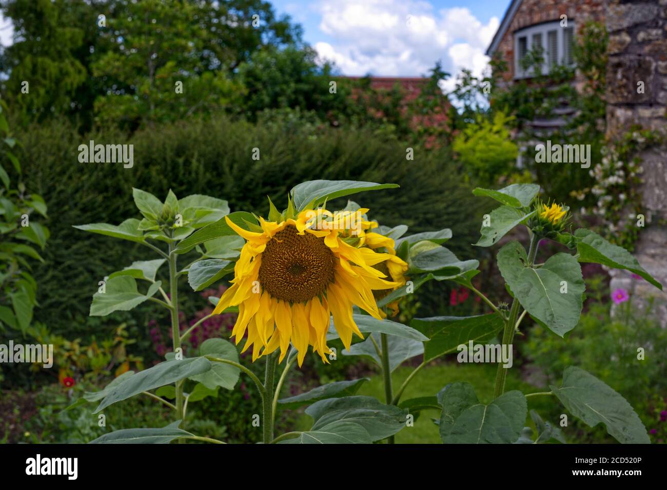 Girasoli (Helianthus Annus) in un giardino residenziale presso il villaggio di Dulcote, Somerset, UK Foto Stock