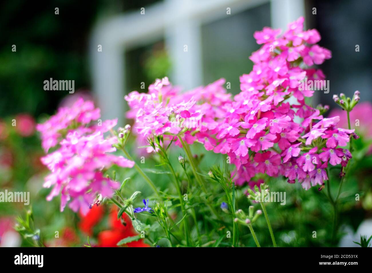 Fiori rosa in finestra Box Foto Stock