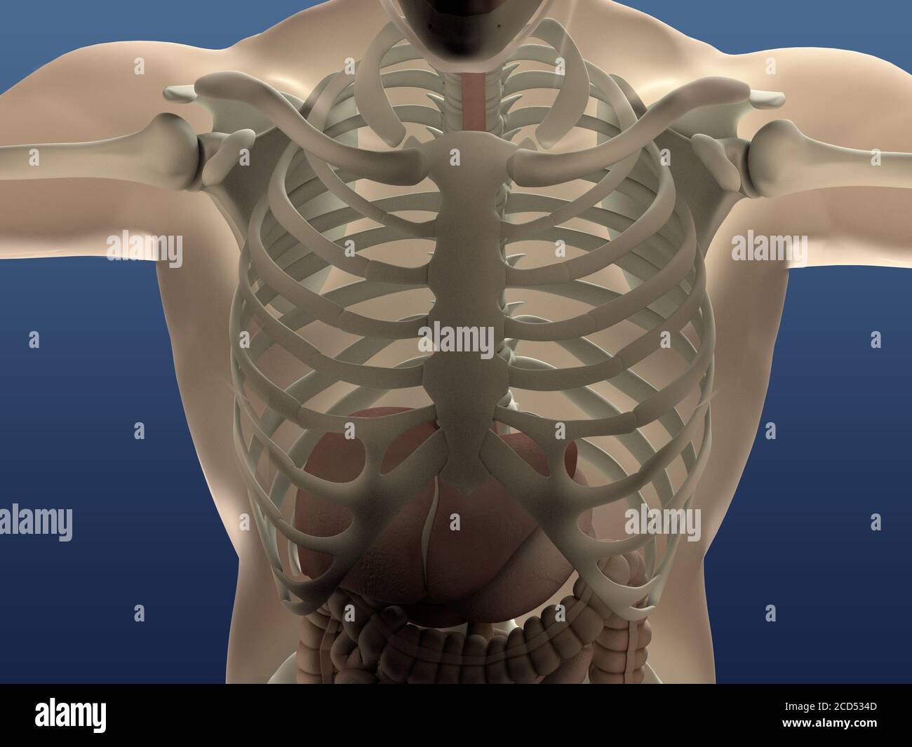 Anatomia della gabbia toracica umana. Illustrazione 3D Foto Stock