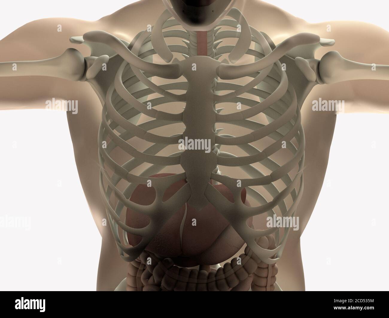 Anatomia della gabbia toracica umana. Illustrazione 3D Foto Stock