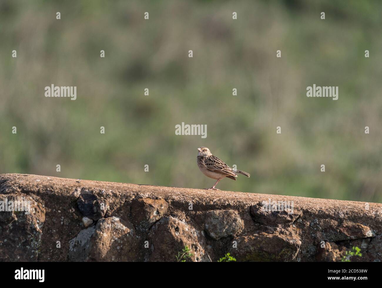 Lark (Mirafra africana) naped Rufous su un muro Foto Stock