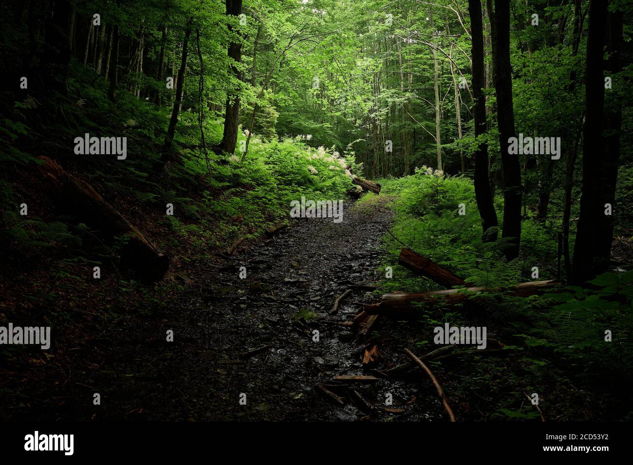 Luce del sole nelle tenebre della foresta. Luce e ombra nelle tenebre della foresta verde. Sentiero di montagna ai piedi del Monte Bilyi Kamin, Transcarpazia Foto Stock