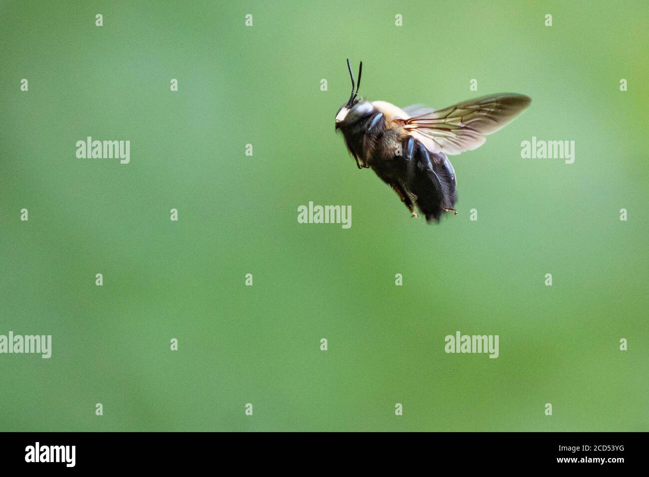 Carpentiere ape hovering Foto Stock