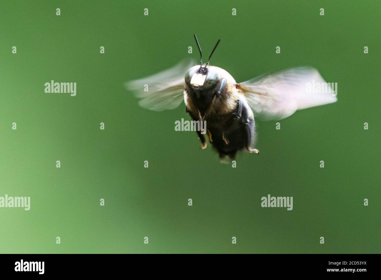 Carpentiere ape hovering Foto Stock