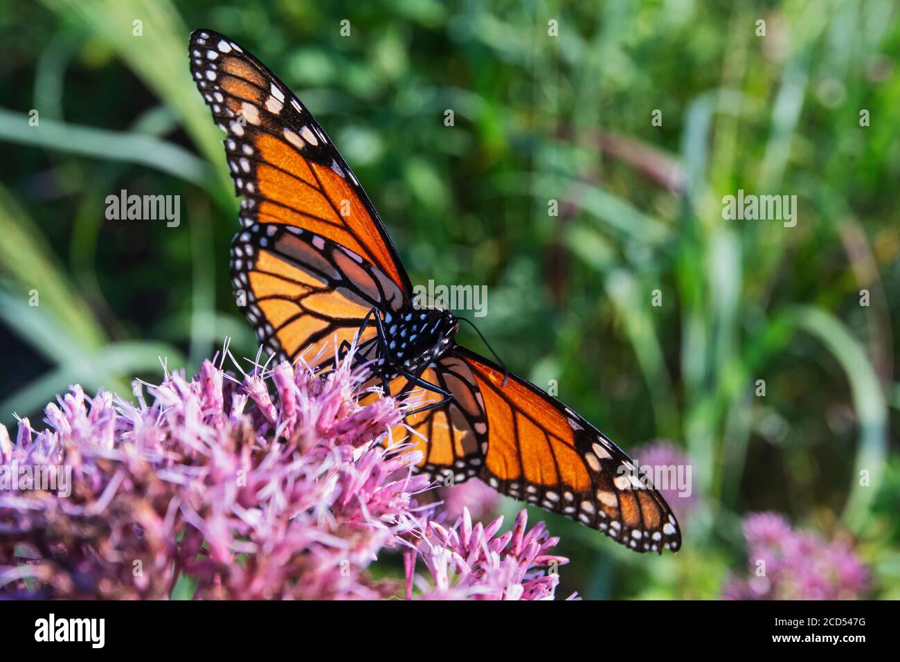 Monarch si stancò su Joe Pye WEed Foto Stock
