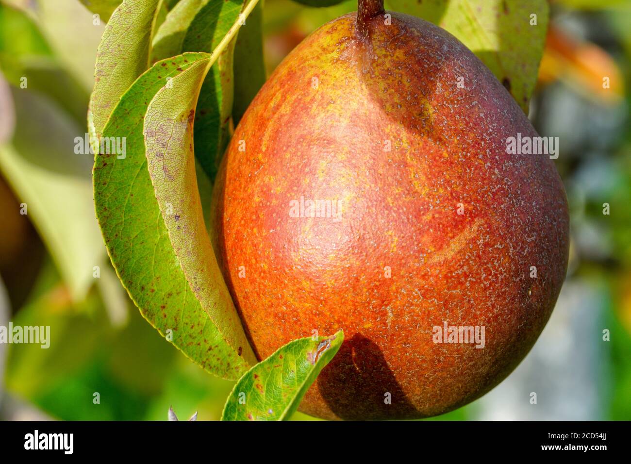 Una pera rossa su un albero Foto Stock