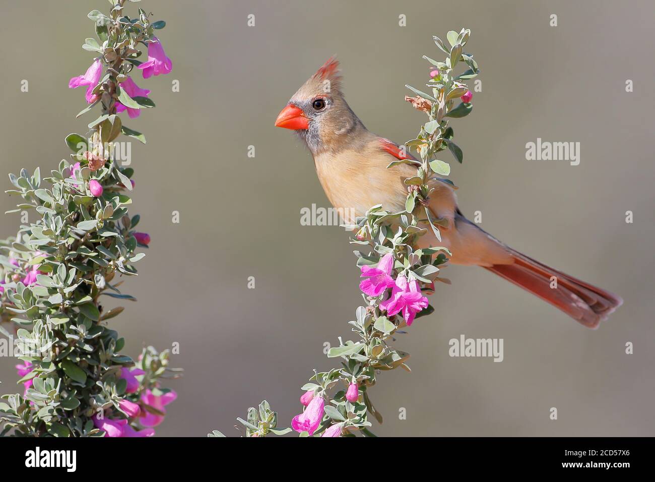 Northern Cardinal (Cardinalis Cardinalis) femmina arroccato su fiori, Texas del Sud, Stati Uniti Foto Stock