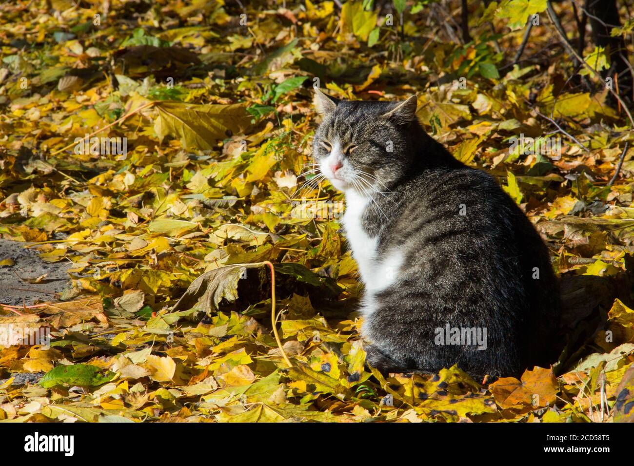 un gatto tabby-cheeked grasso crogiolava al sole nel foglie d'autunno Foto Stock
