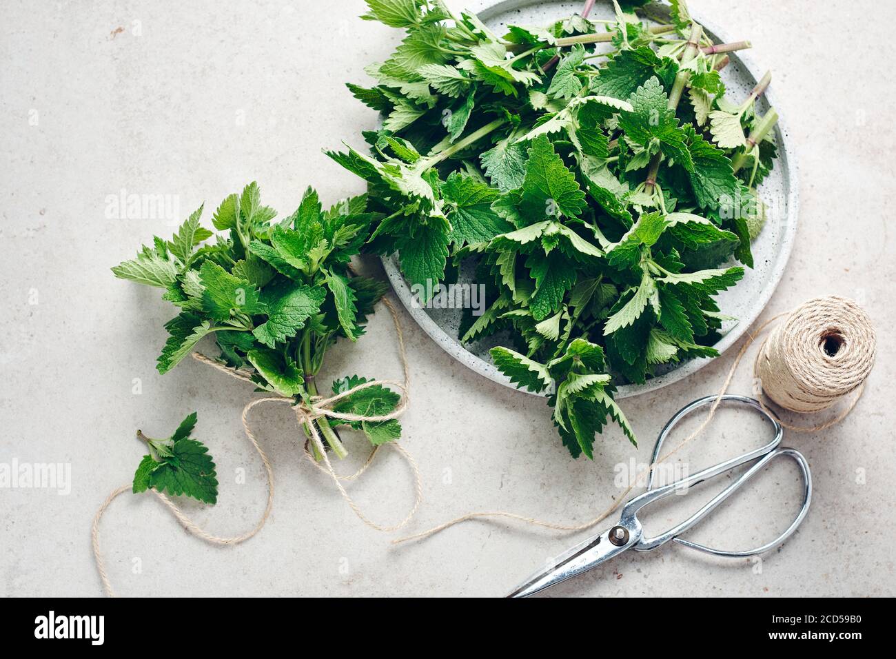 Melissa pianta, foglie fresche e profumate di balsamo di limone, pronte per essere asciugate. Foto Stock